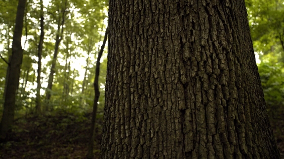 The Macallan Sustainability Close up Tree Trunk
