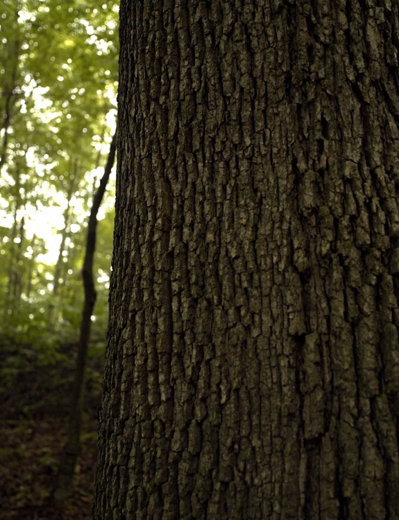 The Macallan Sustainability Close up Tree Trunk