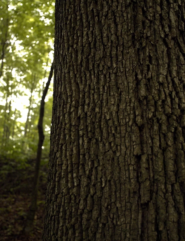 The Macallan Sustainability Close up Tree Trunk