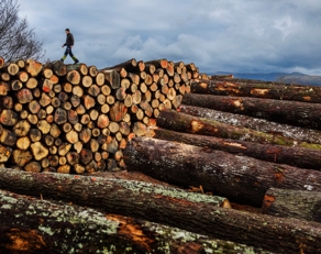 Sawmill Cantabria Sherry Oak Logs for Sherry Casks