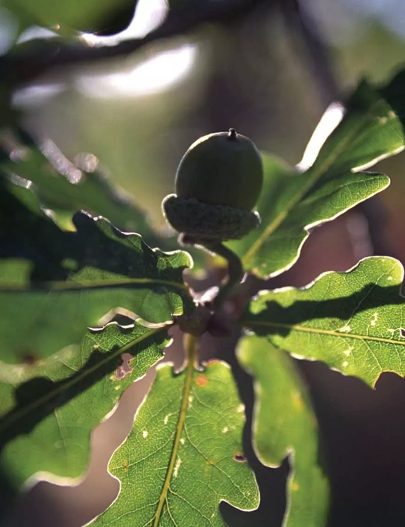 The Macallan Sustainability Acorn on Tree