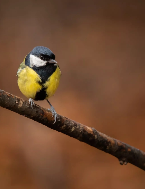 Blue Tit on a Branch on The Macallan Estate