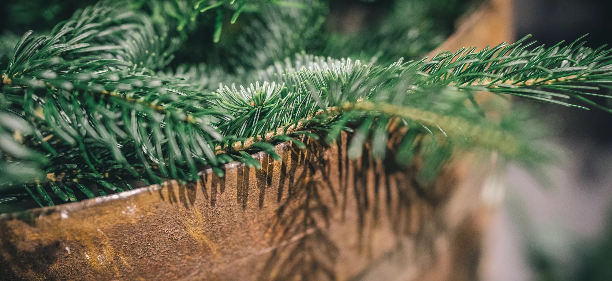 pine tree branch