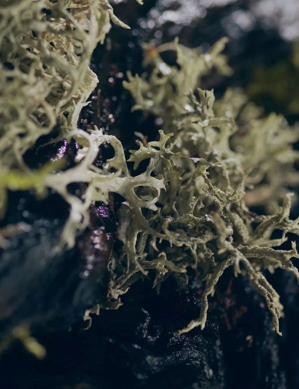 The Macallan Nurtured by Nature with Every Step Photography Tree Close Up