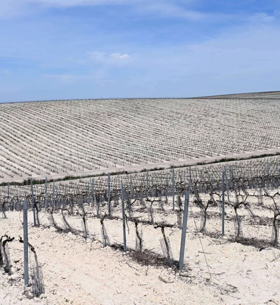 jerez vineyard