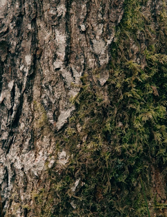 The Macallan Nurtured by Nature with Every Step Photography Tree 