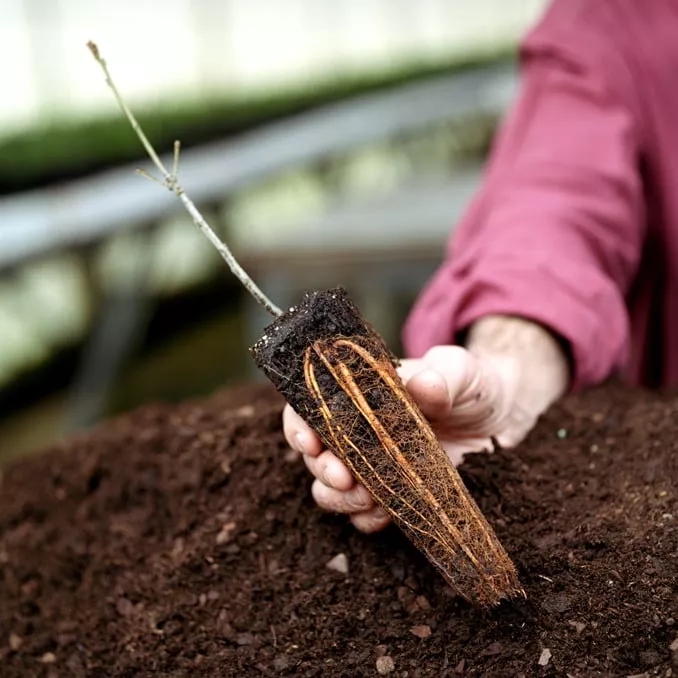 The Macallan Sustainability Baby Oak Tree Planted