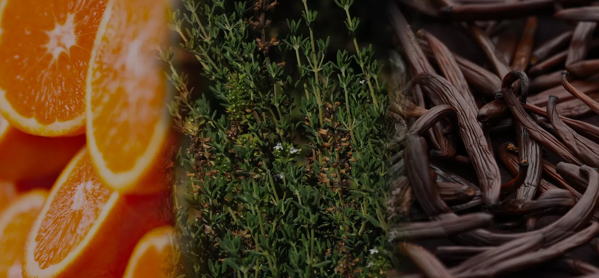 the macallan whisky tasting notes visual
