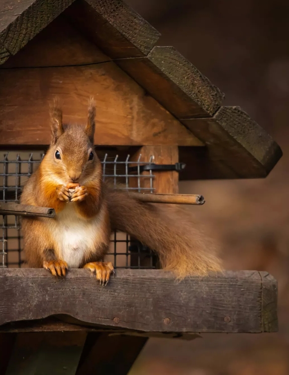 Red Squirrel on The Macallan Estate by Tree