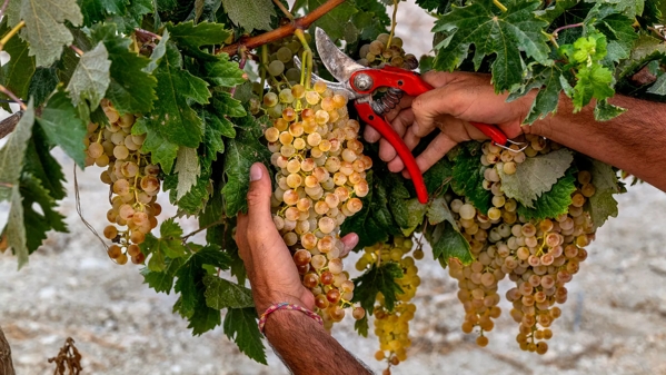 hands cutting grapes