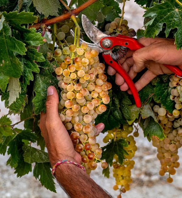 hands cutting grapes