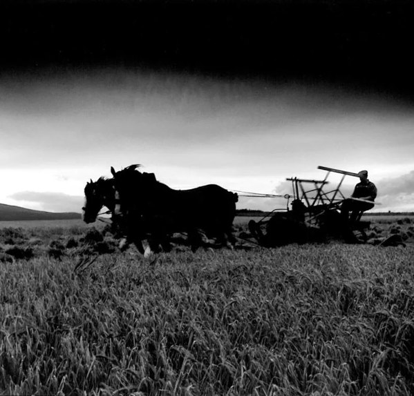 The Macallan Historic Image Harvesting