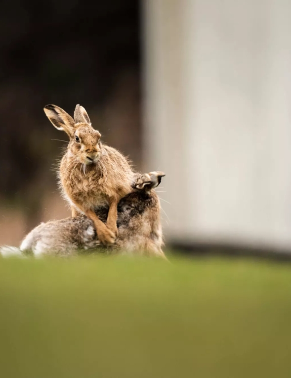 Brown Hares on The Macallan Estate 