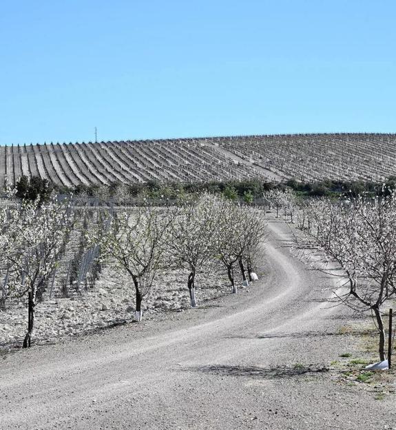 jerez vineyard landscape