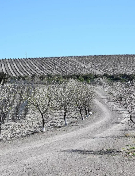 jerez vineyard landscape