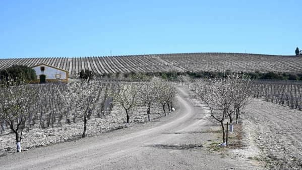 jerez vineyard landscape