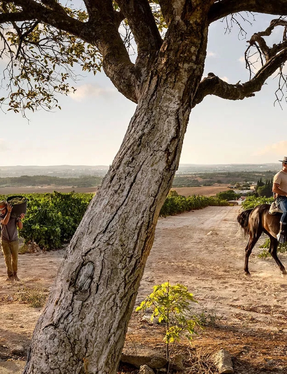 vineyard fields in jerez spain