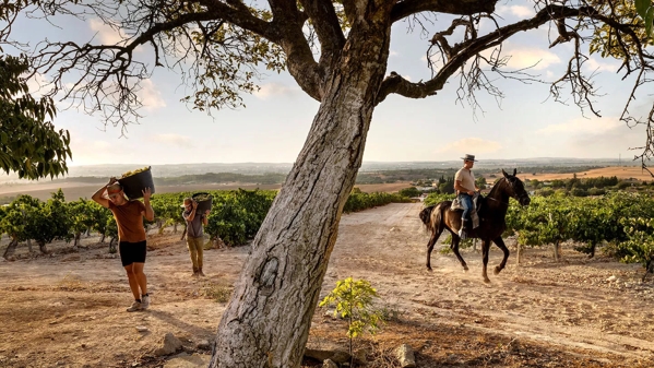 vineyard fields in jerez spain