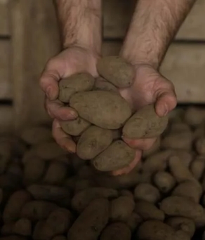 The Macallan Distil Your World Scotland Potatoes