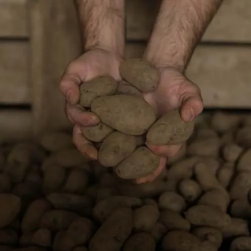 The Macallan Distil Your World Scotland Potatoes