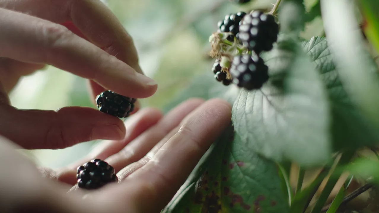 mary mccartneys hands picking berries