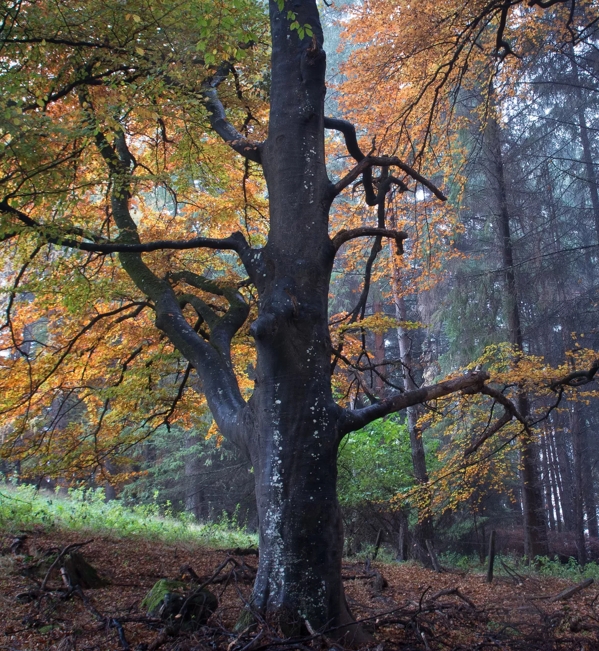 trees in forrest