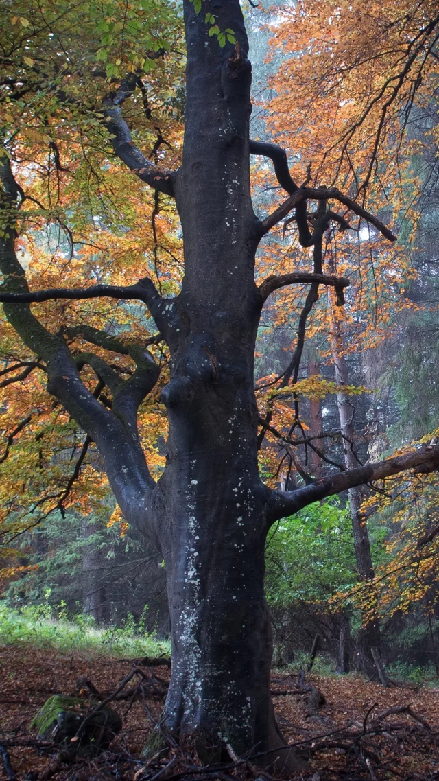 trees in forrest