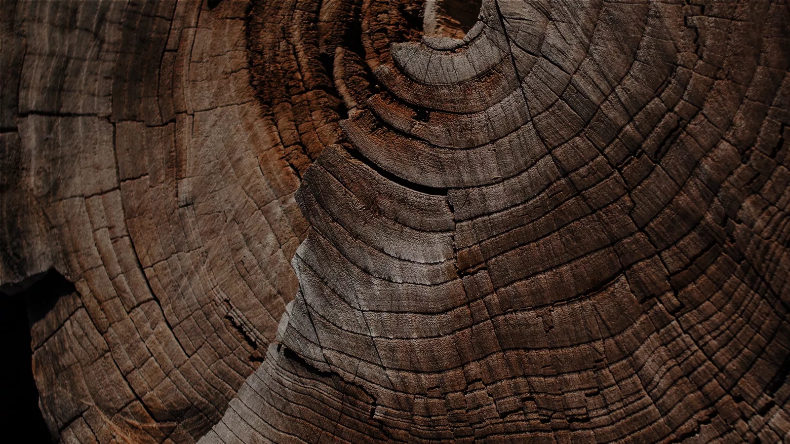 the macallan whisky tasting notes visual