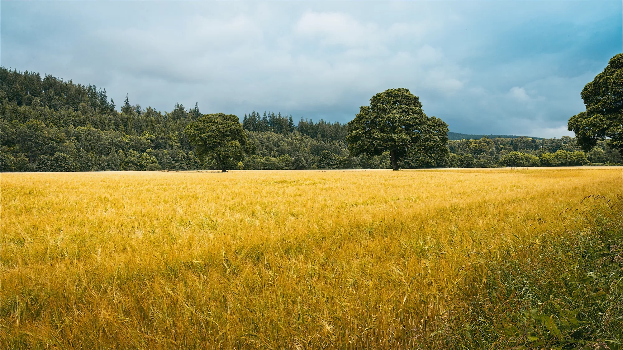 Nature on The Macallan Estate