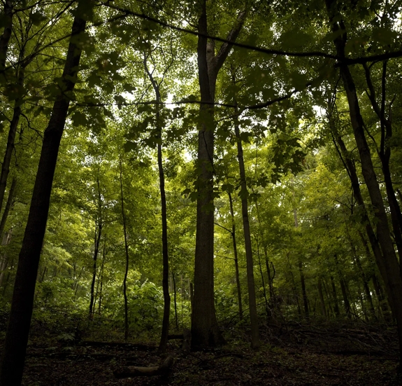 The Macallan Sustainability Trees in Forrest 