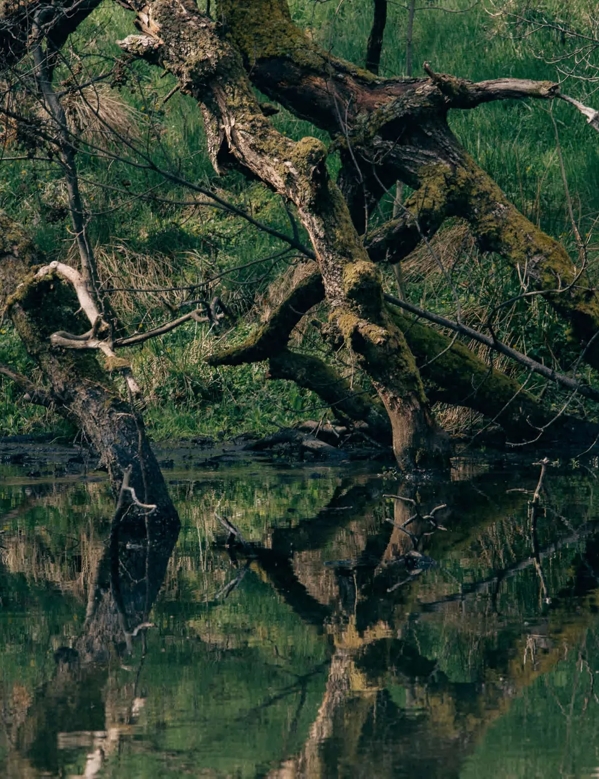 The Macallan Nurtured by Nature with Every Step Photography Fallen Tree