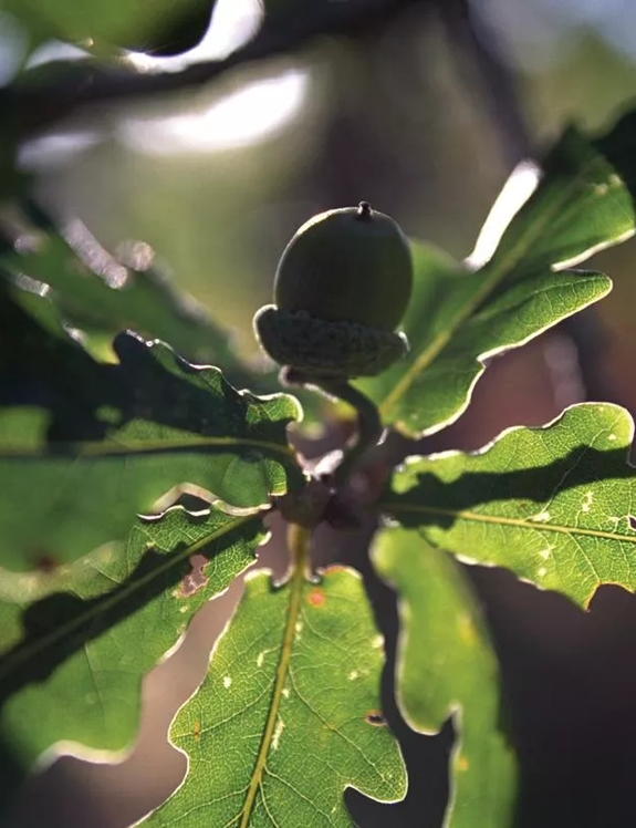 acorn on tree