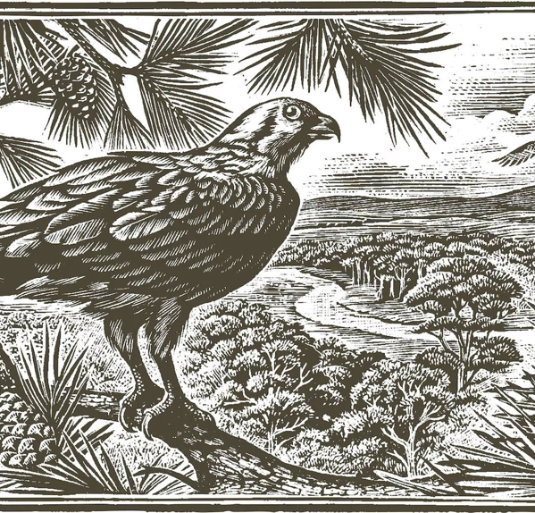 Tales of The Macallan etching of bird