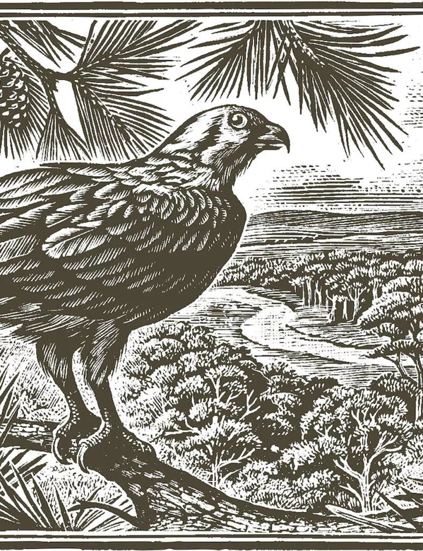 Tales of The Macallan etching of bird